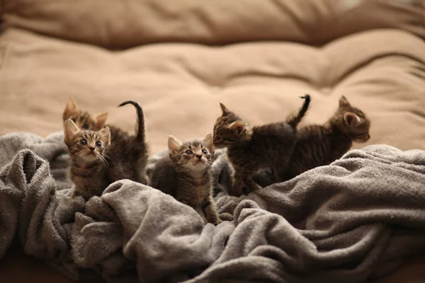 Γελάδες Χαριτωμένα Γατάκια Κουβέρτα Φροντίδα Καταφύγιο Ζώων — Φωτογραφία Αρχείου