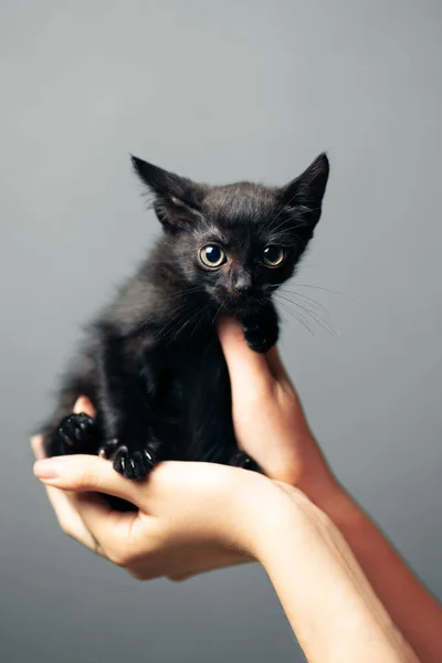 小毛绒绒可爱的黑猫在手 — 图库照片