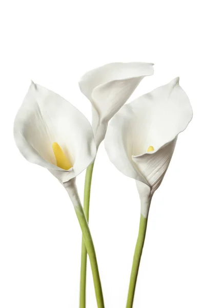 Калла Цветы Изолированы Белом Фоне Деликатное Искусство Поздравления Днем Рождения — стоковое фото