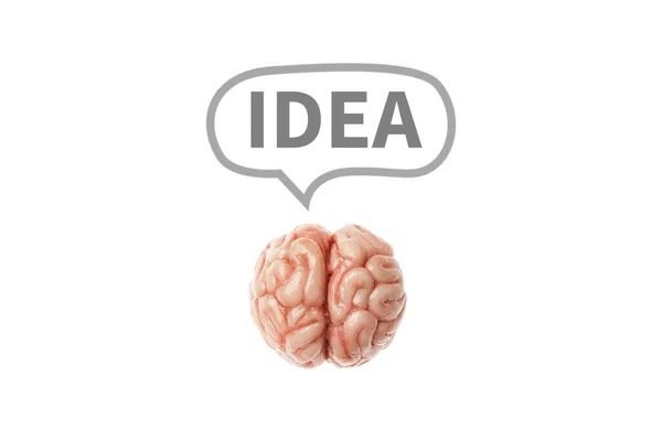 Ιδιοφυής Έξυπνη Ιδέα Ανθρώπινος Εγκέφαλος Είναι Απομονωμένος Ένα Λευκό Φόντο — Φωτογραφία Αρχείου