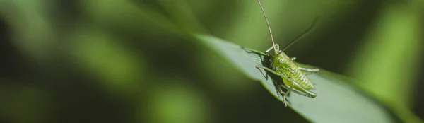Locusta Verde Sull Erba Vita Macro Delle Cavallette — Foto Stock
