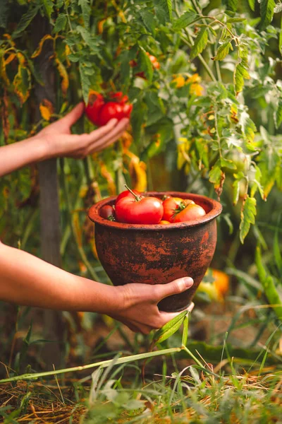 Choisissez Des Tomates Mûres Dans Brousse Des Légumes Cultivés Maison — Photo