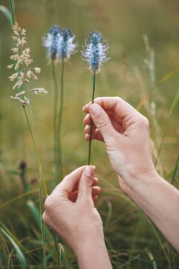 Şifalı ot ve çiçek koleksiyonu, geleneksel ilaç. Alternatif terapi.