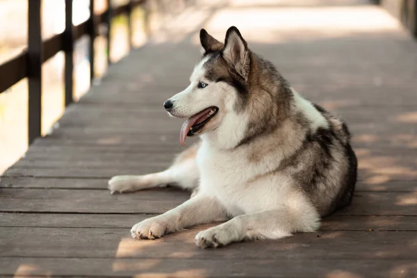 Husky Esponjoso Siberiano Mascota Favorita Lindo Perro — Foto de Stock