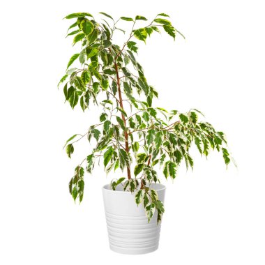 Ficus Benjamin beyaz bir tencerede. Ev yeşili bitki.