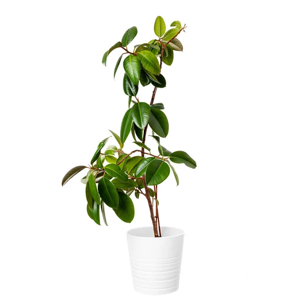 Ficus Robusta Aislado Sobre Fondo Blanco Planta Invernadero Maceta —  Fotos de Stock