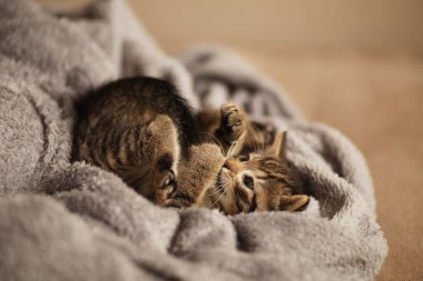 Yatakta sevimli küçük bir kedi yavrusu. Evcil hayvanlara bakmak, barınaktan hayvan beslemek..