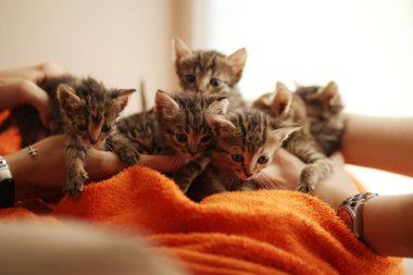 Battaniyenin üstünde bir sürü kedi yavrusu. Hayvan barınağında bakım.