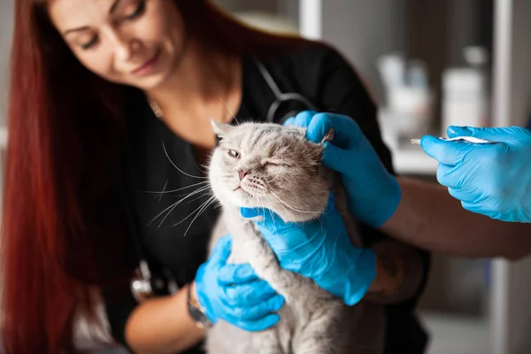 Treatment of sick cat in clinic. Veterinarian with gloves takes care of kitten.