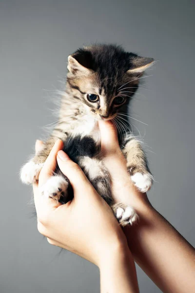 Cute Fluffy Striped Kitten Hands Gray Background — 图库照片
