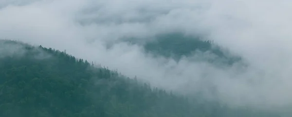 Хвойный Лес Утреннем Тумане Тумане Дышащие Горы Свежесть Тайна — стоковое фото