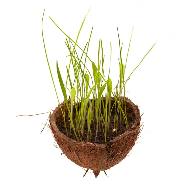 Fresh Green Grass Grows Shell Coconut Environmental Protection Planet Global — Foto de Stock