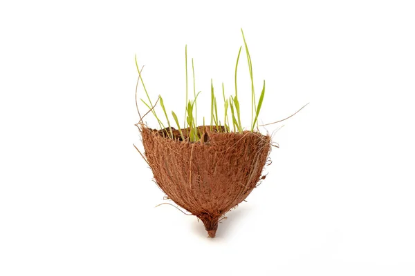 Environmental protection, global environmental problems. Grass grows in coconut.