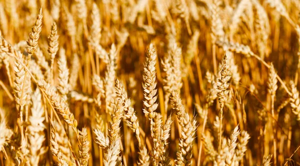 成熟谷物的金色田野 黄色小麦和黑麦 收获的面包 — 图库照片