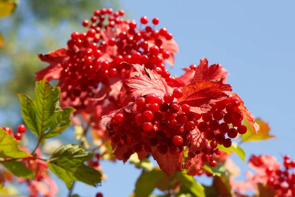 Reife Viburnum Beeren Einem Strauch Rote Bio Früchte — Stockfoto