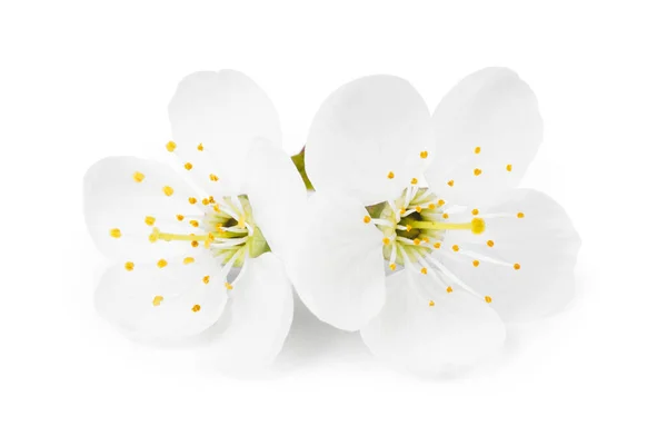 Fleur Cerisier Isolée Sur Fond Blanc Arbre Fleurs Printanières — Photo