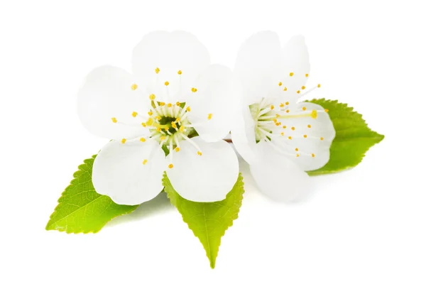 Fleurs Cerisier Fraîches Découpées Sur Fond Blanc Avec Feuille Verte — Photo