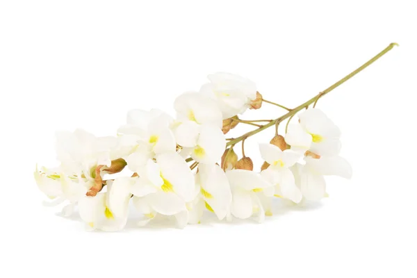 Beyaz Arkaplanda Izole Edilmiş Akasya Çiçekleri Yakın Plan — Stok fotoğraf