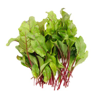 Genç bir pancarın yeşil yaprakları, salata olarak yemek yemek için beyaz arka planda kesilir..