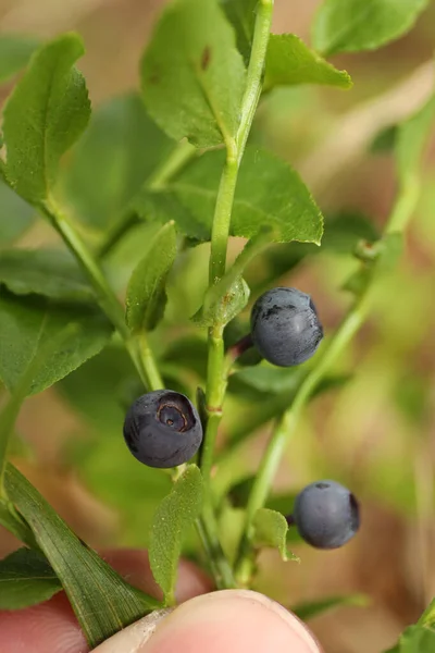 Ripe blueberries on a bush, vertically. Bilberry.