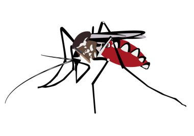 Sıtmaya ya da sıtmaya neden olan dişi sivrisinek.