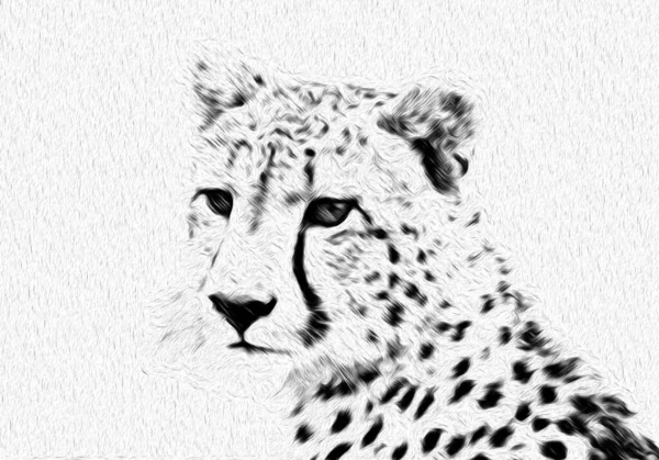 Cheetah Face Engraving Painting White Background — Stock Photo, Image