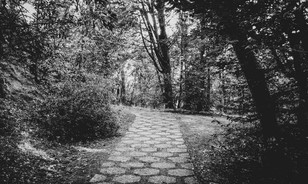 Paisagem Com Caminho Através Uma Floresta Preto Branco — Fotografia de Stock