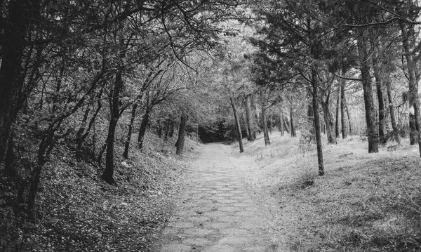 Paysage Avec Sentier Travers Une Forêt Noir Blanc — Photo