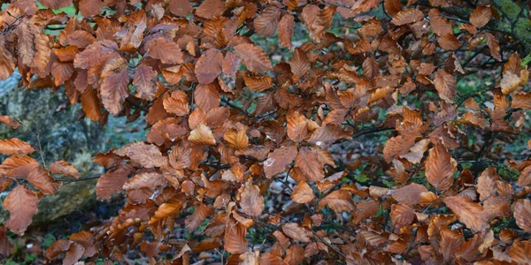 Fondo Ramas Árboles Con Hojas Otoño —  Fotos de Stock