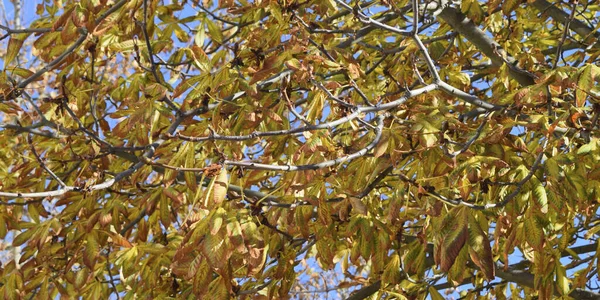 Fondo Ramas Árboles Con Hojas Otoño — Foto de Stock