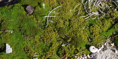 Yosun örtüsü arkaplanı taşla.