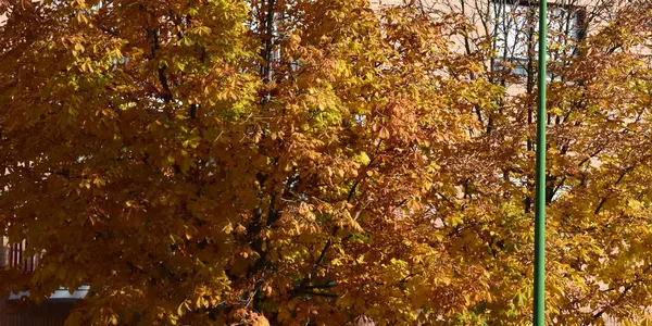 黄色の木秋の葉の背景 — ストック写真