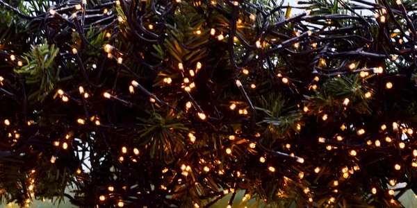 モミの木のクリスマスライトをオンにします — ストック写真