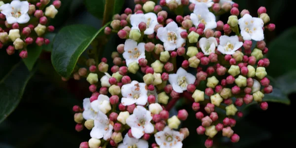 白色花朵和红色浆果灌木的背景 — 图库照片