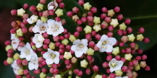 白色花朵和红色浆果灌木的背景 — 图库照片