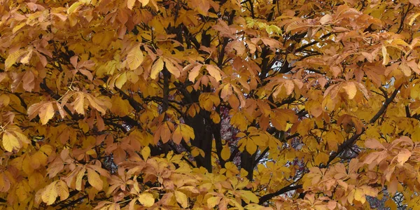 Gelbe Bäume Herbst Blätter Hintergrund — Stockfoto