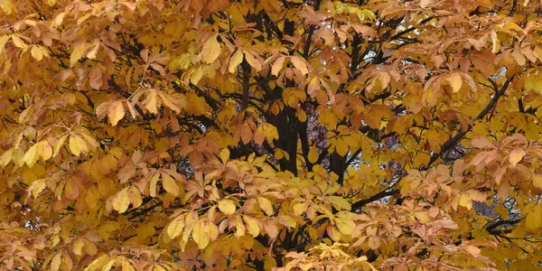 Árboles Amarillos Hojas Otoño Fondo —  Fotos de Stock