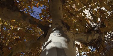 Sonbahar yapraklı ağaç ve dalların arkaplanı.