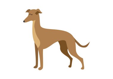 Beyaz arka planda kahverengi tazı.