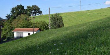 Yeşil çimenli çayır arkaplanı.