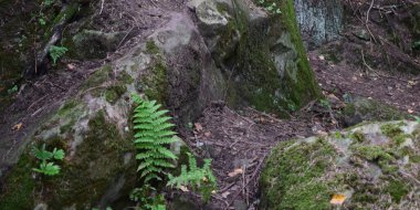 Kırmızılı ve yosunlu bir orman manzarası.