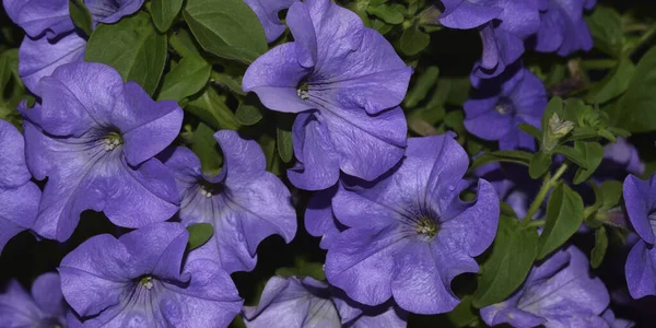 Fond Fleurs Violettes Buisson — Photo