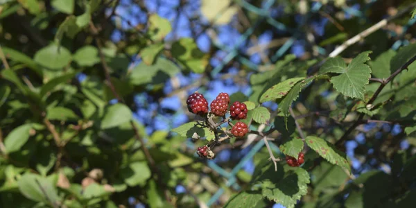 Bush Background Blackberries Berries — стокове фото