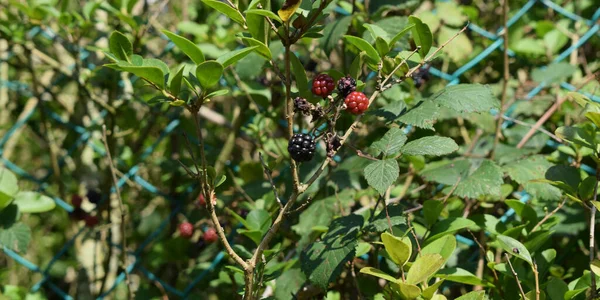 Bush Background Blackberries Berries — стокове фото