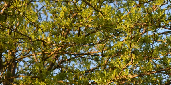 나뭇잎 가지의 — 스톡 사진