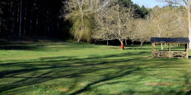 Sonbaharda ağaçlı parklar ve çıplak dallar.