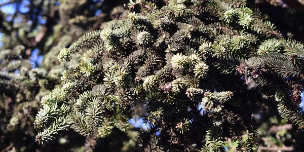 松の実のある松の枝の背景 — ストック写真