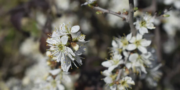 White Flowers Background Branch — Fotografia de Stock