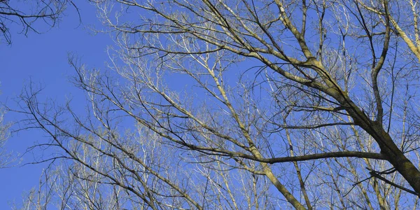 Bujne Wysokie Drzewo Pozostawia Tło — Zdjęcie stockowe