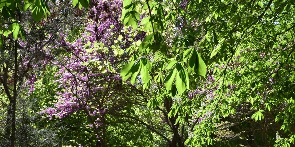 Lush Tall Tree Leaves Background — Foto Stock